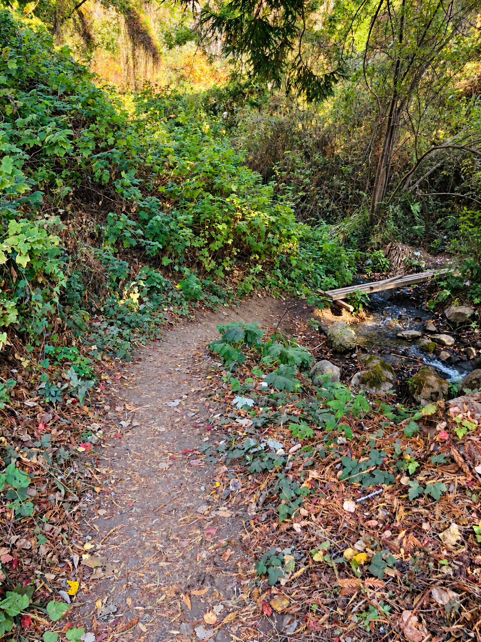 Big Sur Hiking Trail